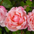 Roza - Starinske vrtnice - Vrtnica vzpenjalka - Albertine